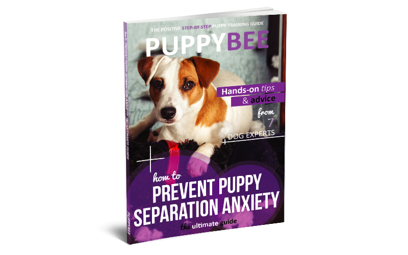 How to Prevent Puppy Separation Anxiety: The Ultimate Guide