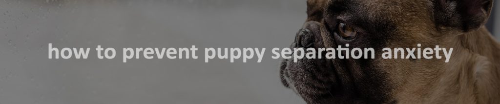 How to Prevent Puppy Separation Anxiety