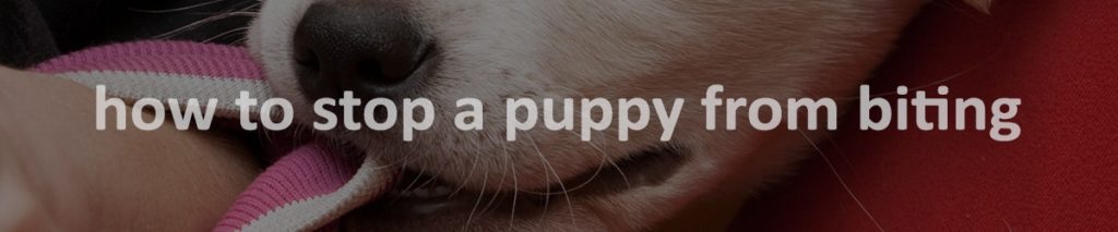 How to stop a puppy from biting