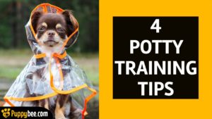 housebreak a chihuahua puppy